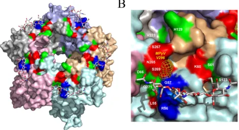 Figure 2. Structural model of JCV VP1/NeuNAc–(ascheme is as described in panel (A). Location of V296 of MPyV VP1 which is predicted to be equivalent to S269 of JCV VP1 is shown in yellow mesh.shown in different colors