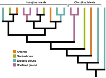 Figure 2: Convergent evolution of Mandarina snail ecomorphs in the Bonin Islands (from Losos 2009; based on Chiba 2004).