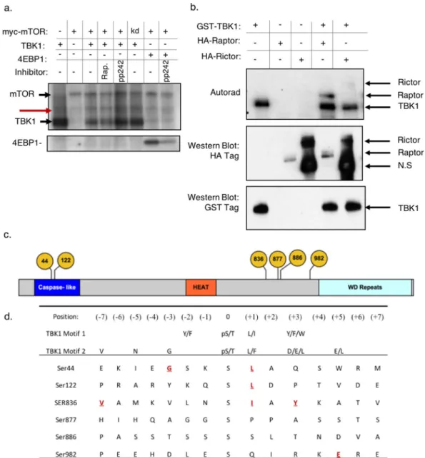 Figure 1.  Identification of TBK1 dependent Raptor phosphorylation sites phosphorylation in vitro