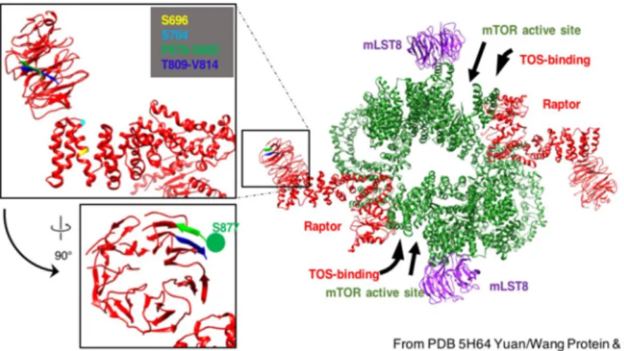 Figure 3.  Location of TBK1 phosphorylation targets within the Raptor/mTORC1 structure