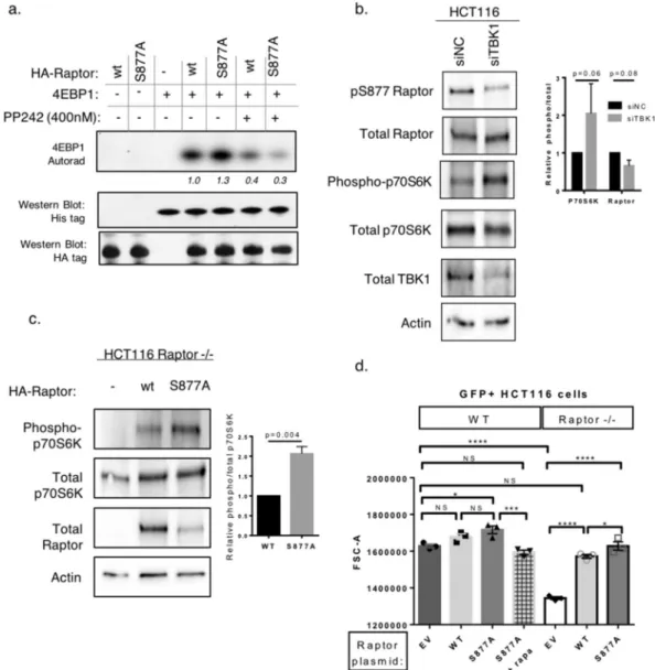 Figure 4.  Expression of Raptor S877A is associated with greater levels of mTORC1 activity