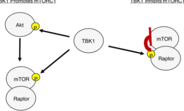 Figure 5.  Model demonstrating the mechanisms of TBK1 mediated mTOR regulation.