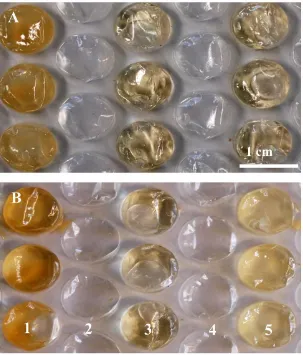 Figure 3.  (A) The bubbles in columns 1, 3, and 5 were filled with 250 µL of yeast extract and 