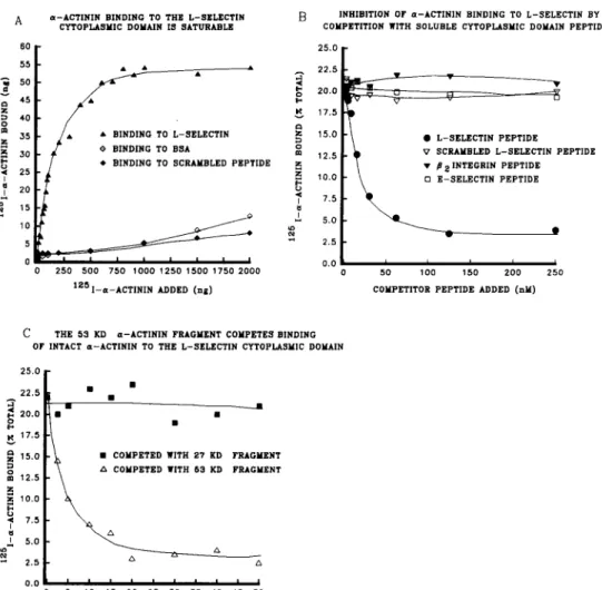 Figure 2.  Characterization  of  the  interaction  between  u-ac-  tinin  and  the  L-selectin  cyto-  plasmic  domain  peptide