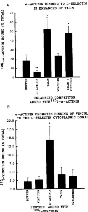 Figure 3.  Solid phase assays characterizing the effects of talin  and  vinculin on the interaction between c~-actinin and the L-selectin cy-  toplasmic domain peptide