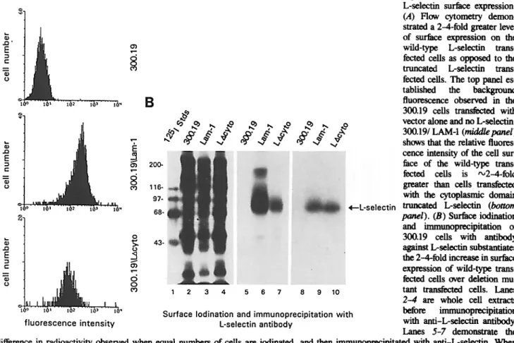Figure  4.  Quantitation  of  L-selectin surface expression.  (,4)  Flow cytometry  demon-  strated a 2-4-fold greater level  of  surface expression on  the  wild-type  L-selectin  trans-  fected cells as opposed to the  truncated  L-selectin  trans-  fect