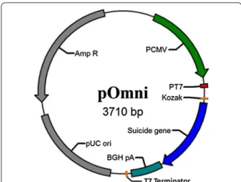 Fig. 1  Physical map of pOmni. Suicide gene (expression cassette of 