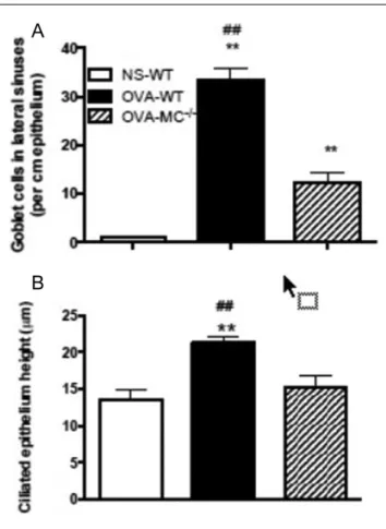 Figure 4.  Eosinophil infiltration. (A) Eosinophil density in the 