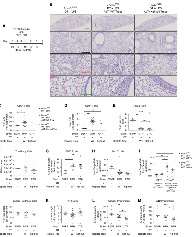 Figure 3. Adoptive transfer (AdTr) of WT Tregs, but not kgf null Tregs, augments epithelial proliferation after ALI