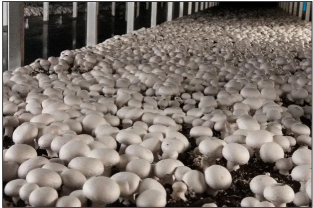 Fig. 1. The effect of temperature value on mushroom production 