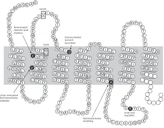 Figure 2. Partial amino acid sequence of the ruff (Philomachus pugnax) melanocortin-1 receptor gene (MC1R) with position of amino acids numbered after the chicken (Gallus gallus) (Kerje et al
