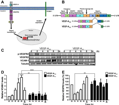 FIGURE 1: VEGF-A isoform–speciﬁc regulation of VCAM-1 gene expression. (A) Schematic depicting VEGF-A isoform–(D, E) Quantiﬁcation of (D) VCAM-1 and (E) VEGFR2 protein levels from immunoblotting studies of VEGF-Aprobed by immunoblotting to assess phospho-V