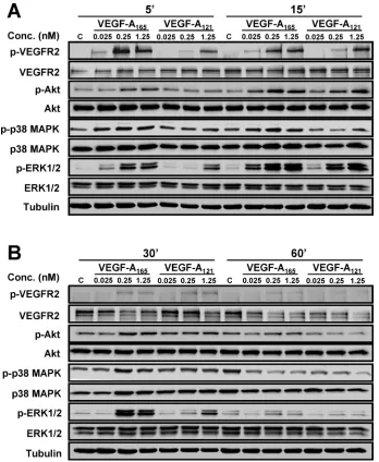 FIGURE 2: VEGF-A isoform–speciﬁc activation of signal transduction. (A, B) Endothelial cells subjected to different VEGF-A165 or VEGF-A121 concentrations (0, 0.025, 0.25, or 1.25 nM) for (A) 5 and 15 min or (B) 30 and 60 min were lysed and probed for phospho-VEGFR2, phospho-ERK1/2, phospho-p38 MAPK, and phospho-Akt (see Materials and Methods).