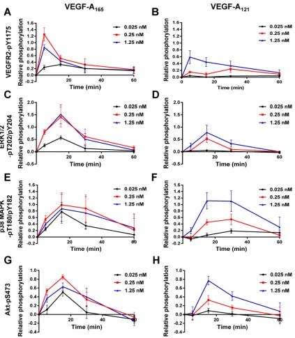 FIGURE 3: Quantiﬁcation of VEGF-A isoform–speciﬁc signal transduction. Quantiﬁcation of (A, B) VEGFR2-pY1175, (C, D) ERK1/2-pT202/pY204, (E, F) p38-pT180/pY182, and (G, H) Akt-pS473 levels upon (A, C, E, G) VEGF-A165 or (B, D, F, H) VEGF-A121 titration