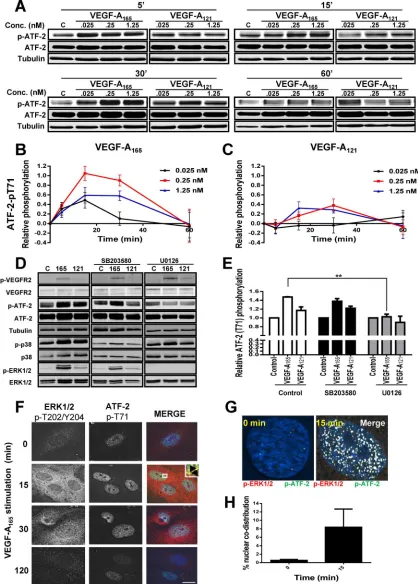 FIGURE 4: VEGF-A isoform–speciﬁc intracellular signaling regulates ATF-2 phosphorylation