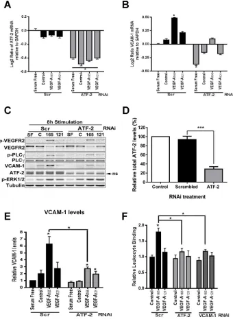 FIGURE 5: ATF-2 requirement for VEGF-A isoform–speciﬁc control of VCAM-1 expression in different growth conditions for 4 h were analyzed by qRT-PCR for (A) ATF-2 or (B) VCAM-1 mRNA levels