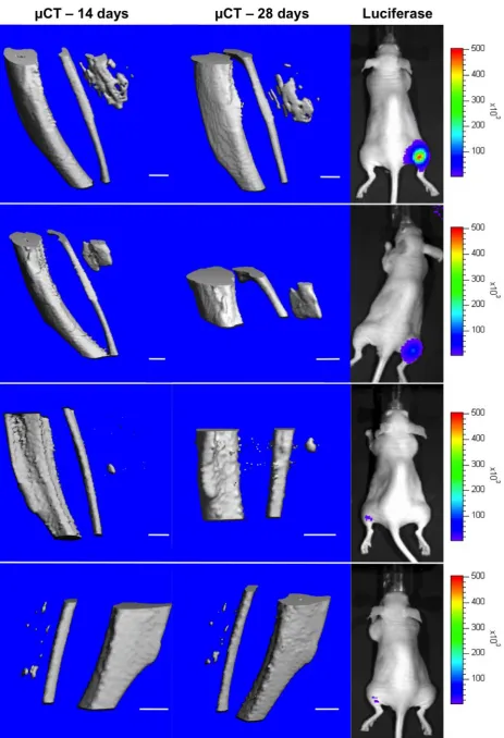 Fig. 8. Representative in vivo µ-CTscans of ectopic bone formation at 14 and 28 d after non-viral in vivo gene transfer of the constitutive BMP2/7 co-expression plasmid pVAX1-BMP2/7-