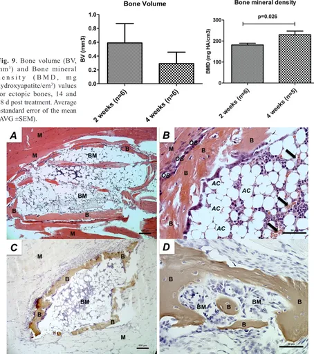 Fig. 9. Bone volume (BV, 