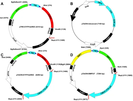 Fig. 2. Inducible Expression Plasmids used in this study. (A-D): Dual component vector system (A, B): Response co-expression plasmid pTRE-EYFP/dsRed (A) and activator plasmid pTetON-Advanced (B)