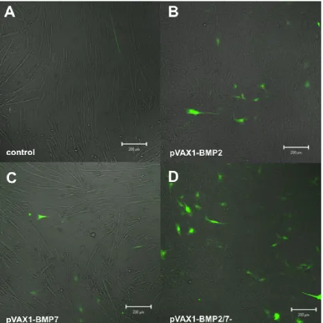 Fig. 4. Fluorescence microscopy based pCMVE/mOCP-EYFPHis osteocalcin reporter gene assay withconstitutive co-expression systems
