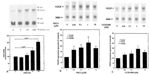 FIGURE 3. Adenosine A2 receptor agonists stimulate vascular endothelial growth factor(VEGF) mRNA expression