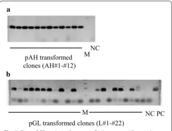 Table 1 Transformed clones regenerated in  uracil-free  regenerating medium