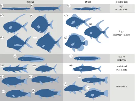 Figure 5. Examples of hypothesized swimming morphotypes of extinct and extant fishes: ((Early Triassic), (Triassic), (ladder klipfish), (a) Saurichthys (Triassic), (b) Aspidorhynchus (Mid-Jurassic–Late Cretac-eous), (c) Belone belone (extant garfish), (d) 