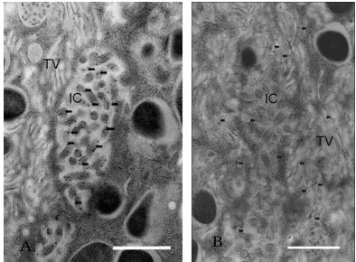 Figure 1. Active phase rat gastric gland immunostained with the anti-Hrietal cells throughout the gland are stained strongly