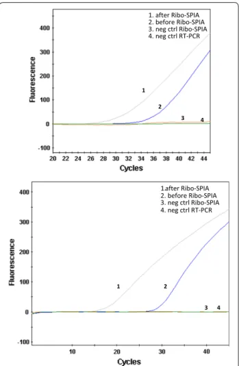 Fig. 1  Ribo-SPIA method amplified both NoV GI and GII genomes. a  NoV GI-specific real-time RT-PCR on Norwalk virus before (undiluted)  and after Ribo-SPIA (10-fold dilution); ∆Ct = 9 which equals a  5120-fold increase in signal