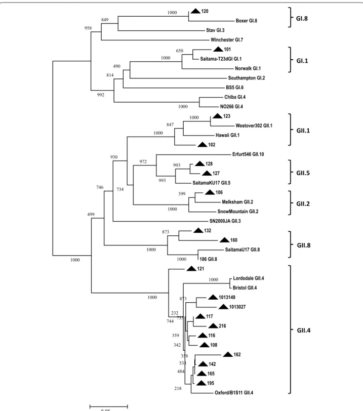 Fig. 3  Phylogenetic dendrogram of NoV strains based on partial nucleic acid sequences of capsid region was generated using neighbour-joining  method with ClustalX algorithm and MEGA5 program