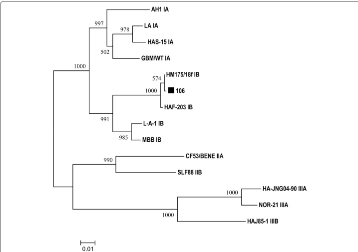 Fig. 4  Phylogenetic dendrogram was constructed based on nucleic acid sequences of HAV VP1/P2A region of 15 strains using neighbour-joining  method with ClustalX algorithm and MEGA5 program