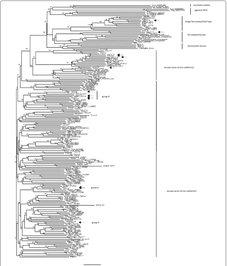 Fig. 1  Phylogenetic analysis of laccases in L. edodes. Accession numbers of each multicopper oxidase gene are summarized in Additional file  1 :  Table S2