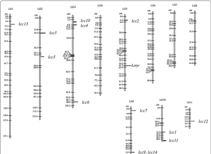 Fig. 3  Linkage mapping of laccases in L. edodes. The genetic map was based on the linkage map constructed by Miyazaki et al