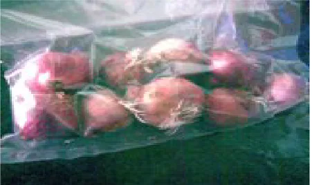 Figure 1. Red onion at refrigeration condition.                                                  