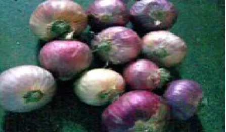 Figure 3 shows that storage conditions had significant (p < 0.05) effect on weight loss of onion bulb