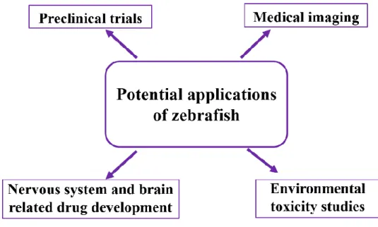 Figure 1.  Potential applications of zebrafish as an animal model. 