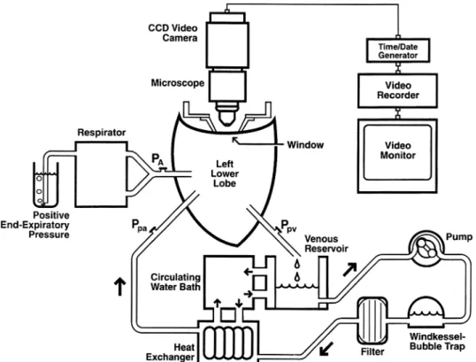 Fig. 1. Perfusion system used in the present study. By controlling pulmonary arterial,  ve-nous, and end-expiratory pressures, the  sub-pleural capillary perfusion patterns were  ob-served under zone 2 conditions, which  per-fused approximately half of the
