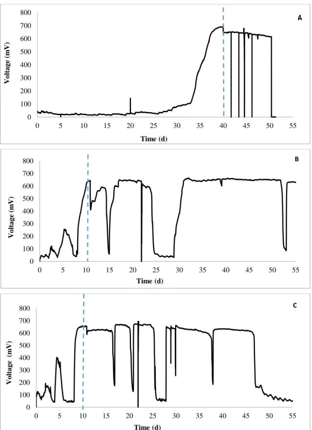 Figure 3.  A. Voltage (mV) versus time in an unmodified anode of the MFC; B. Voltage (mV) versus time in a modified anode  with multiwall nanotube (MWCNT); C