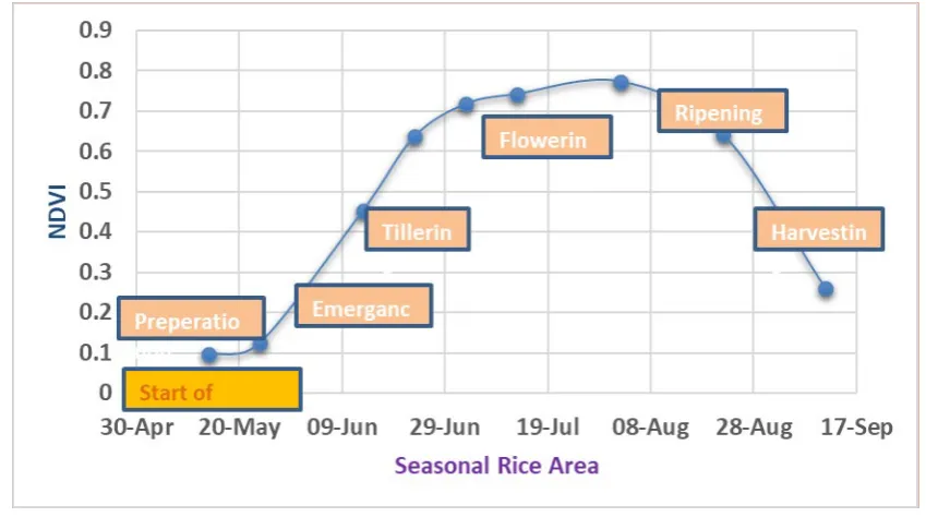 Figure 3. Phenology stages of a typical rice crop and their NDVI values 