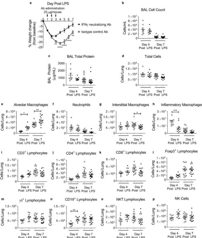 FIGURE 4  Interferon-γ neutralization augments ALI recovery. WT mice were challenged with LPS administered at day 0 and then on  days 1, 2, and 3 post LPS mice were given intraperitoneal injections of 20 μg/mouse of either an IFN-γ neutralizing antibody or