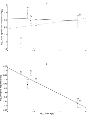 Fig. 3. Scaling relationships for the six bat species M.