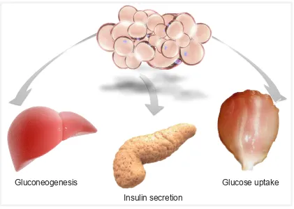Figure 1-1. Adipose tissue influence on systemic metabolism. 