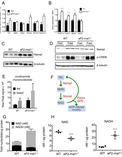 Figure 2-3. NAD metabolism in Liver. 