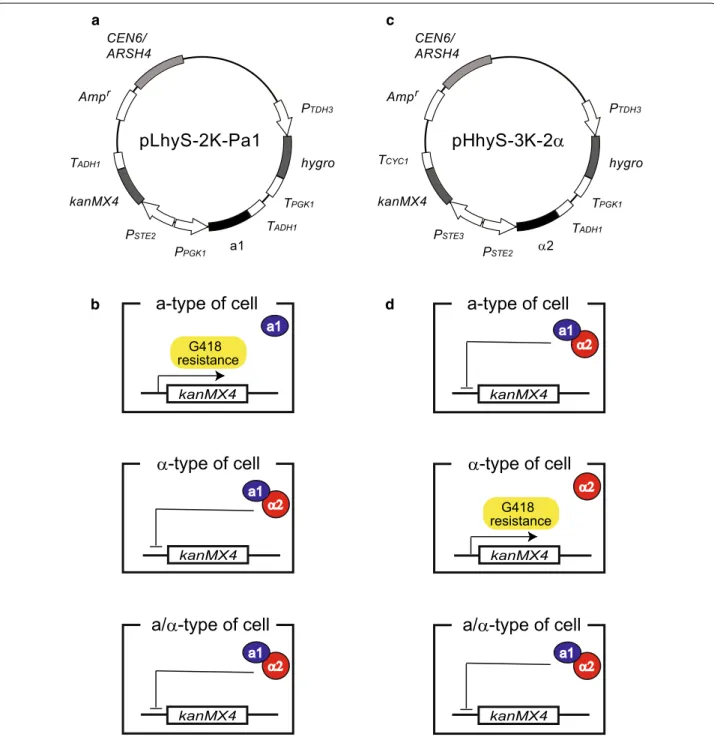 Fig. 1  Schematic outline of the strategy used for isolation of a- and α-type yeast cells