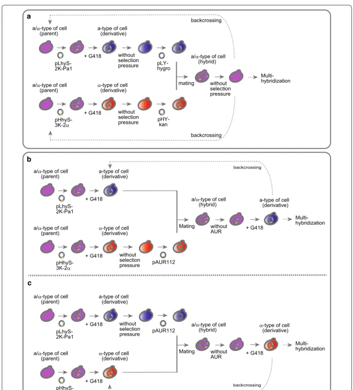 Fig. 2  Schematic outline of the experimental design for the crossbreeding of sake yeast strains