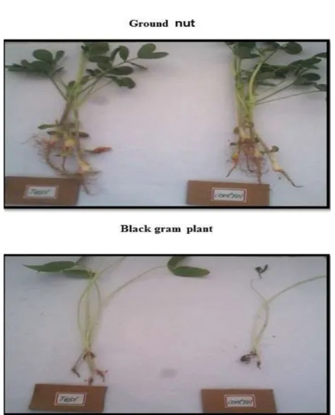 Table 2. Influence of Producing Rhizobium on Seed Germination both groundnut and  Black gram seed