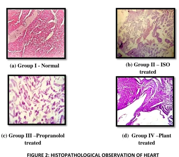 FIGURE 2: HISTOPATHOLOGICAL OBSERVATION OF HEART 