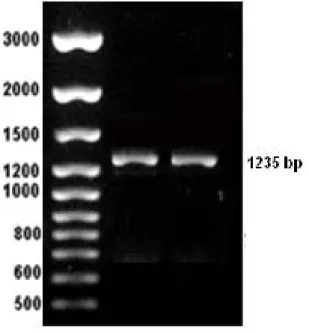 Fig 1. Amplification of 1235 bp fragment in RJF (Lane 1-3 . M 100 bp ladder plus 