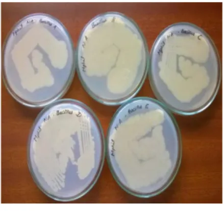 Figure 1 Bacillus sp.  Screening for biosurfactant  