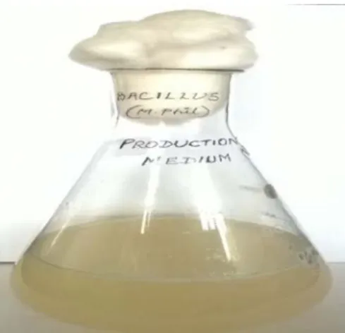 Figure 6 Production medium inoculated with Bacillus sp.  Extraction of Biosurfactant 